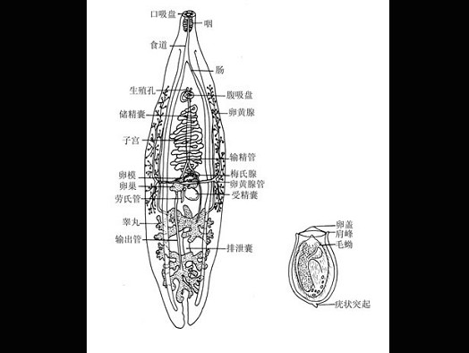 如图所示,华支睾吸虫虫卵的特征  (    )第105题 (多项选择题)(每题