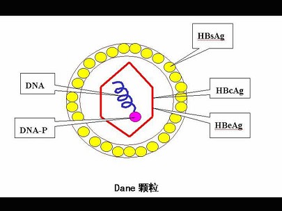 传染病学副高专项练习合集